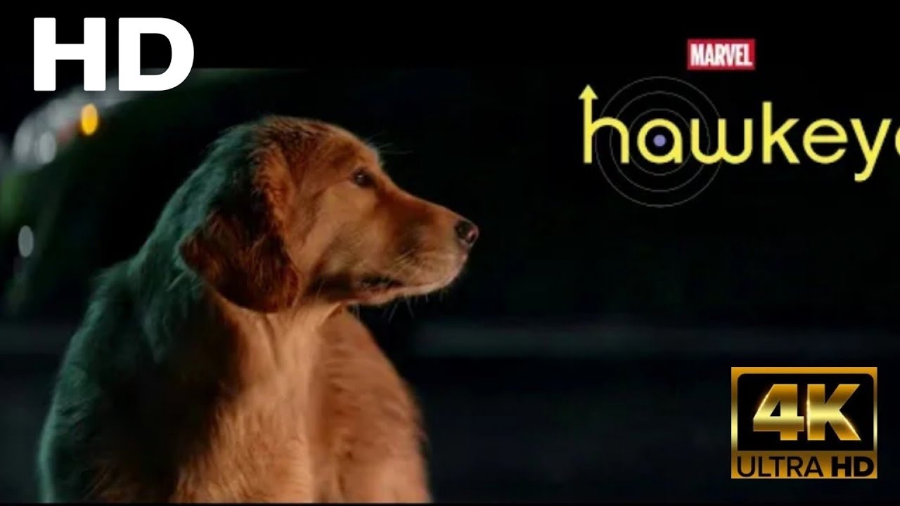 Hawkeye, Kate Bishop Saving the Dog From Track suit mafia. HD CLIP