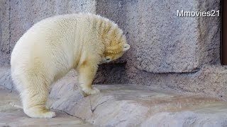 もう！ほっといてよね!　のんびり出来なかったポロロ