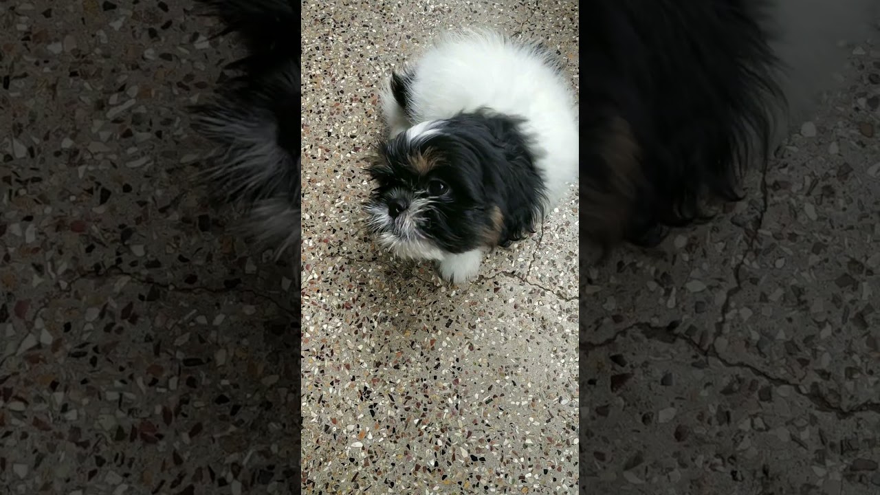 Shih Tzu  