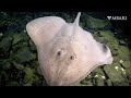 Enjoy 8 minutes of stunning ultra hig.efinition 4k from the deep sea