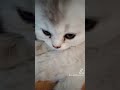 😻 Продаётся котёнок 😻 Вислоухая чистокровная ШОТЛАНКА 😻 Скоттиш фолд от 8.06.2023 😻 0968349505 😻