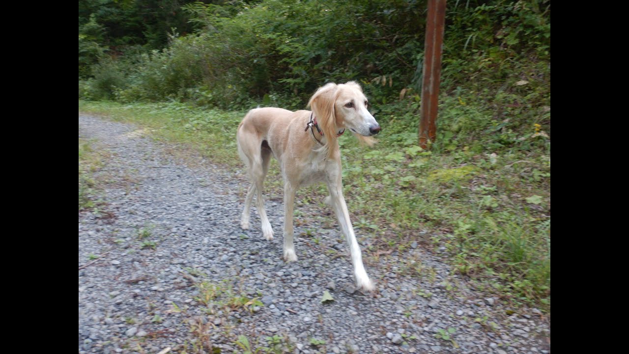 サルーキ れぴ ７歳秋のマイブーム Saluki Youtube