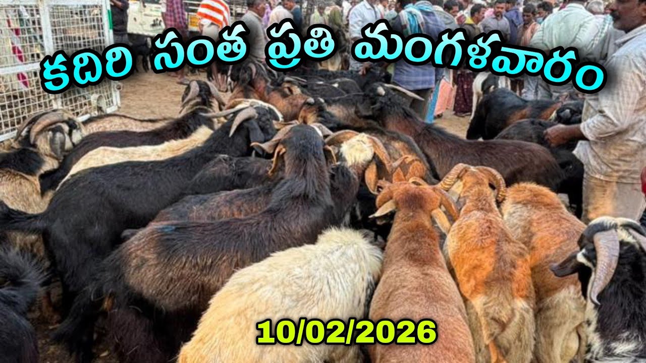 కదిరి సంత ప్రతి మంగళవారం పోతుల ధరలు#kadirimarket #కదిరిసంత #goatfarmingbusiness 