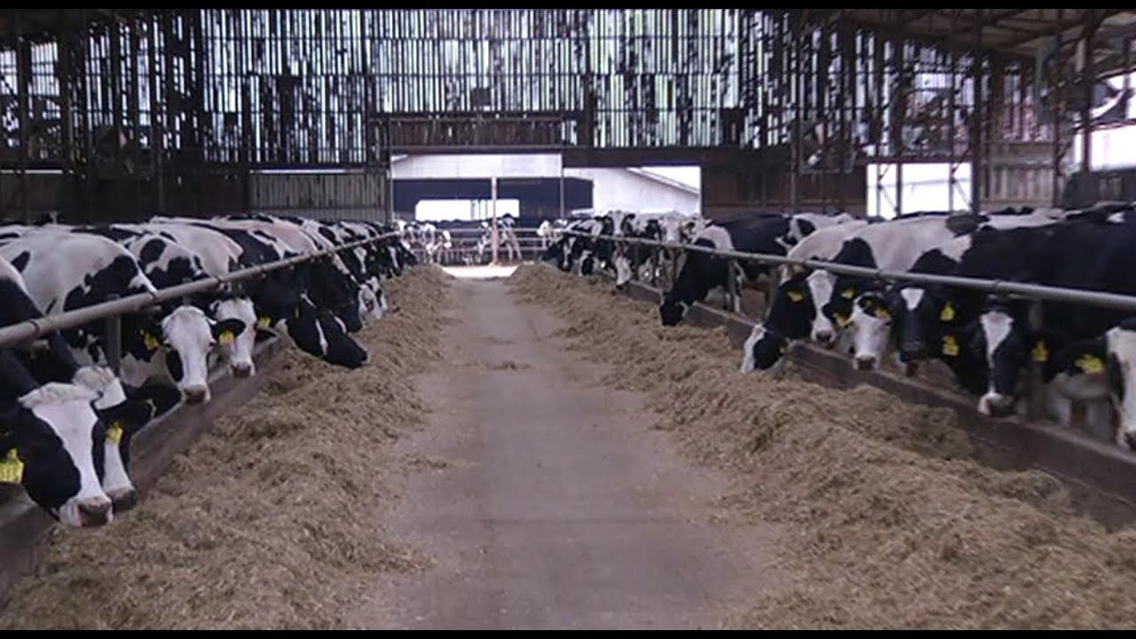 Hajdúnánási Televízió: 2018-ban 22 millió liter tejet értékesített a Nyakas Farm 2019.01.11.