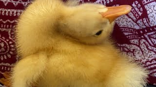 Wry neck\/Stargazing in duckling cured in 10 days