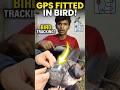 GPS Fitted In Birds 😵 #shorts #gps #birds #jacksnipe