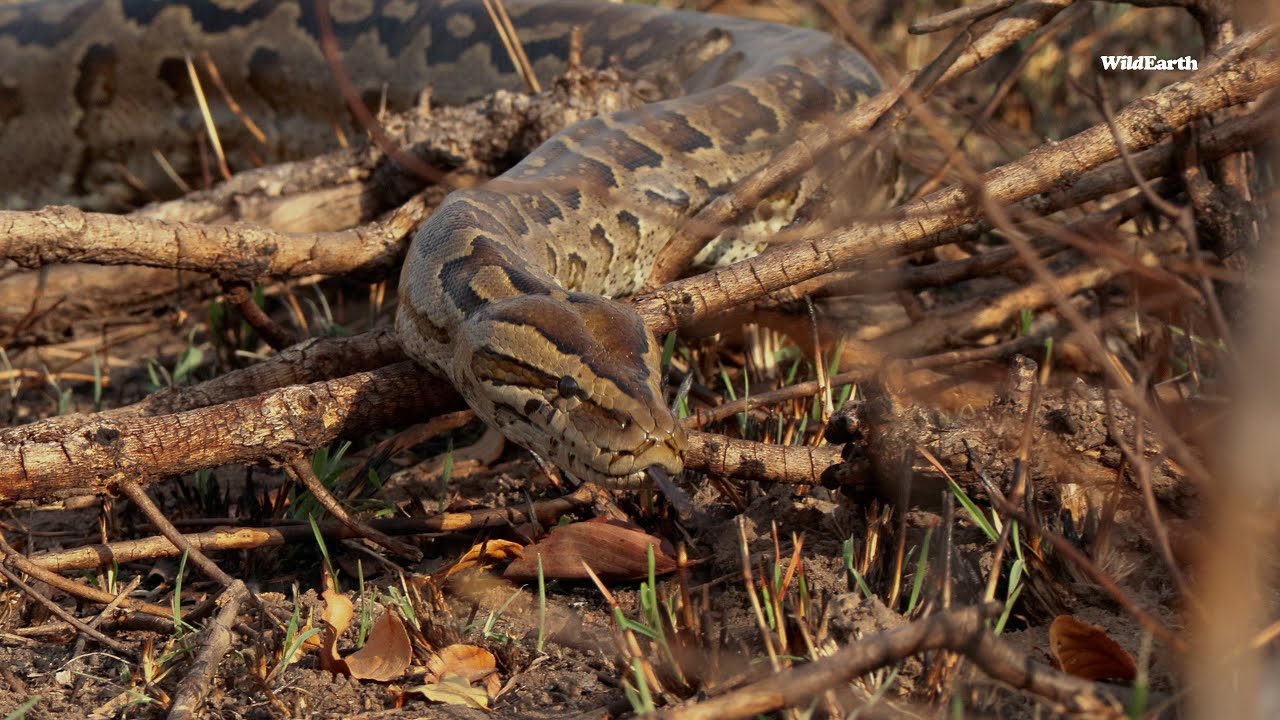 Africa's largest serpent on foot