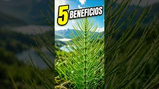 Horsetail: 5 Benefits Few People Know About
