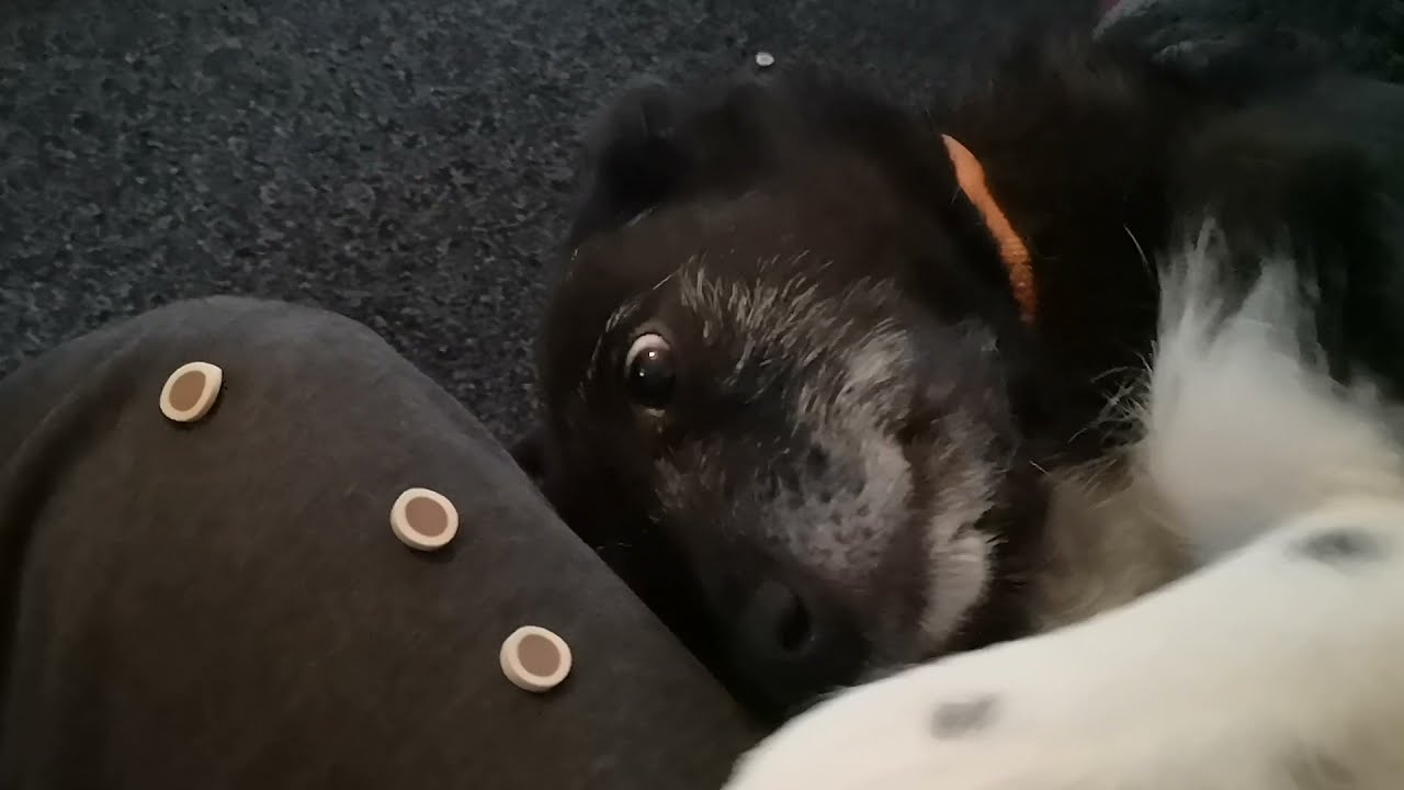 day-7-doggy-advent-calendar-with-romanian-rescue-ronnie-youtube