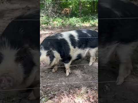 Farm Pigs 2