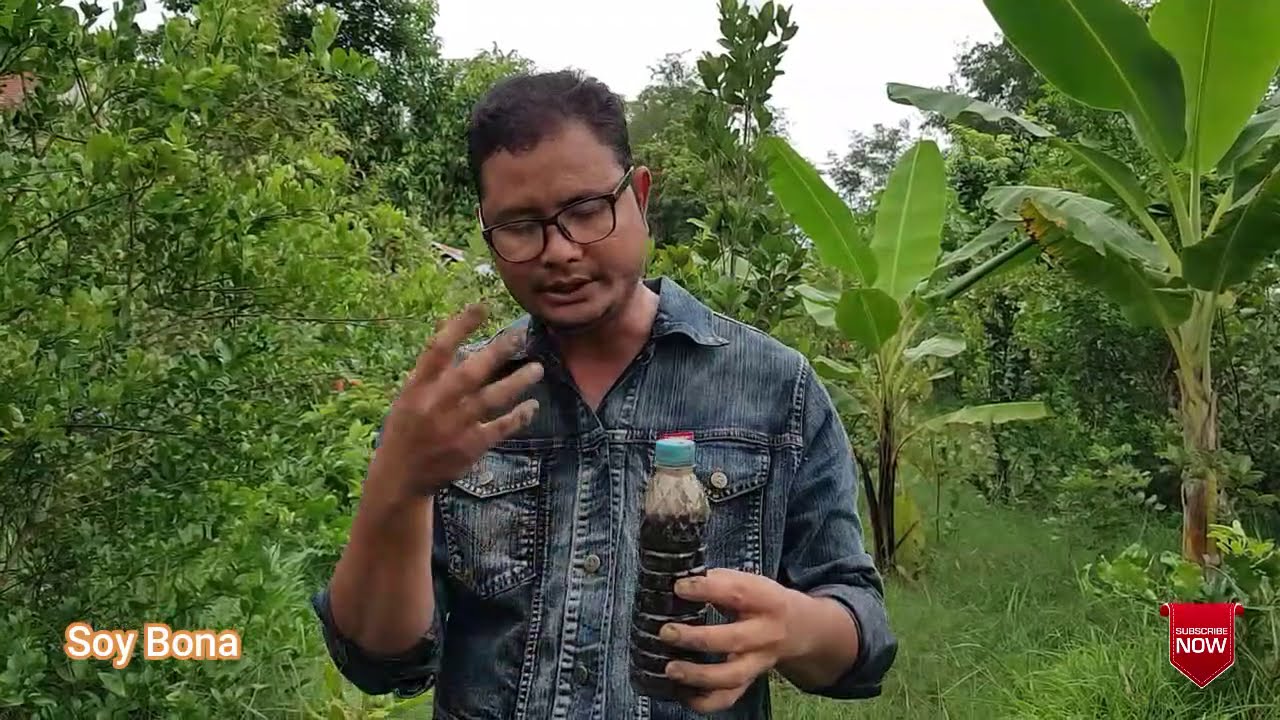 បច្ចេកទេសដាំដំណាំ (ទន្លាប់ជប៉ុន) ក្នងកង់ឡានអោយទទួលបានផលច្រើន តាមគោលការណ៍ធម្មជាតិ /Soy Bona /