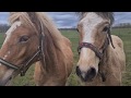 Vivar ja Rivaal 03.05.2020 - Estonian Native Horses
