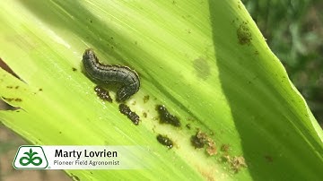 True Armyworm