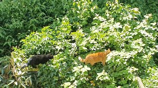 Vocal black cat keeps Cody off his patrol by Alvi cat channel 1,510 views 10 months ago 3 minutes, 46 seconds