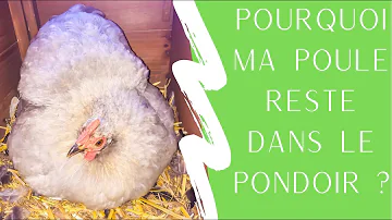 Où mettre les poules mortes ?