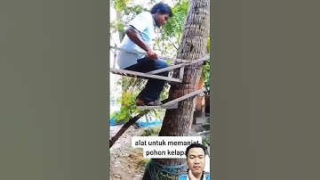 Dụng cụ leo dừa tự chế