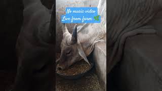 Desi gay video 🌿 #cow #babycow #milk #cowmilk #gaaymata #farmer #desithat #gav