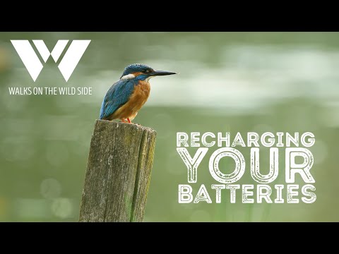 Video: Hvilke batterier bruger kameraer?