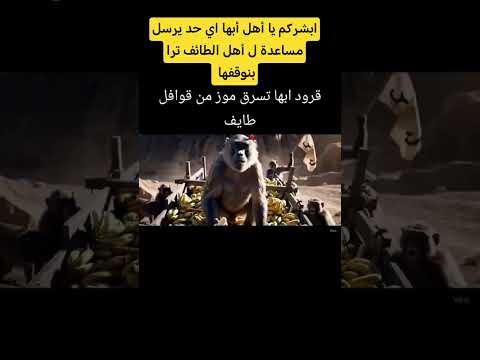 قرود أبها تحذر اي حد يرسل مساعدة ل قرود الطائف بنوقفها
