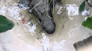 Lazy Gator