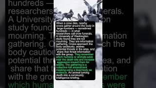 Crows Hold Funerals for Their Dead and Investigate What Killed Them #animal #shorts