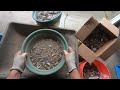 Is there gold at the bottom of the pan? Thousands of small targets from metal detecting.