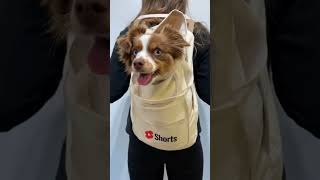 It’s Ember! Thanks @YouTube #whatsinmybag #dog #shorts