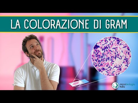 Video: Qual è la reazione di Gram di Mycobacterium?