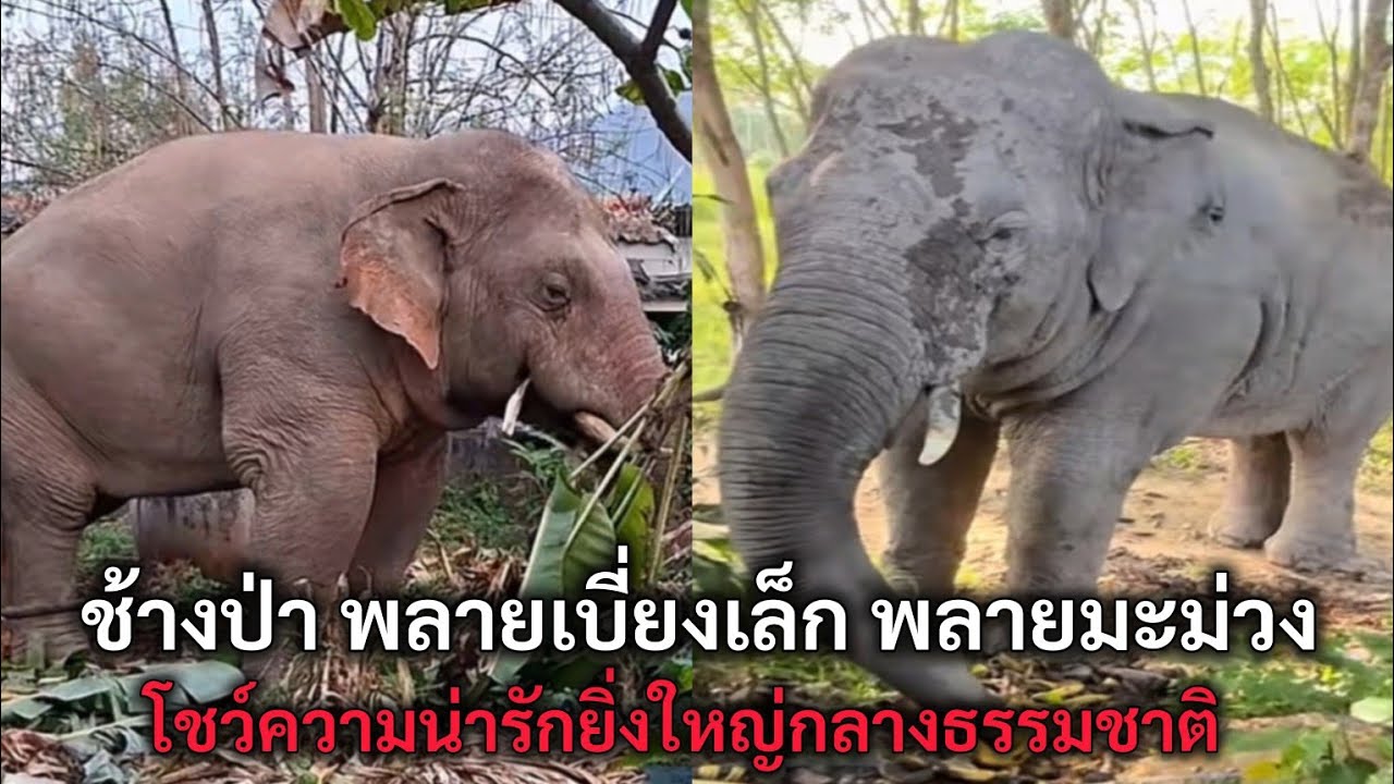 ช้างป่า พลายเบี่ยงเล็ก พลายมะม่วง โชว์ความน่ารักยิ่งใหญ่กลางธรรมชาติ