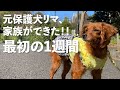 元保護犬リマ、家族のはじまりの1週間【New Life, 1st week】