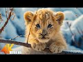 Wild Babies 4K - Amazing World Of Young Animals | Baby Animals | 4K Video Ultra HD