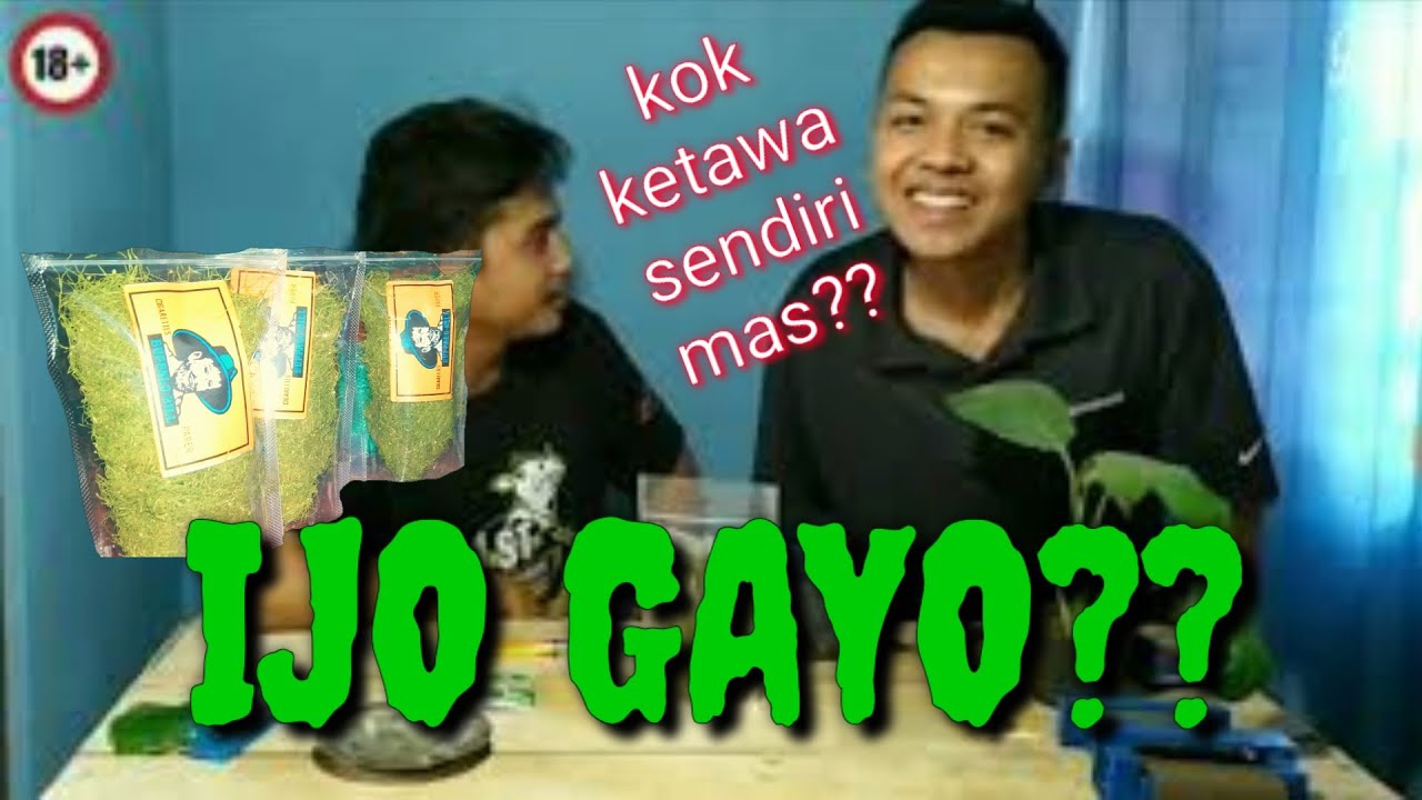 Tembakau Hijau Gayo Aceh Aman kah??? 