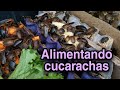 Alimentando cucarachas - Terrario de dendros