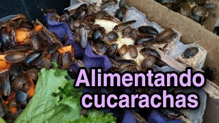 Alimentando cucarachas - Terrario de dendros