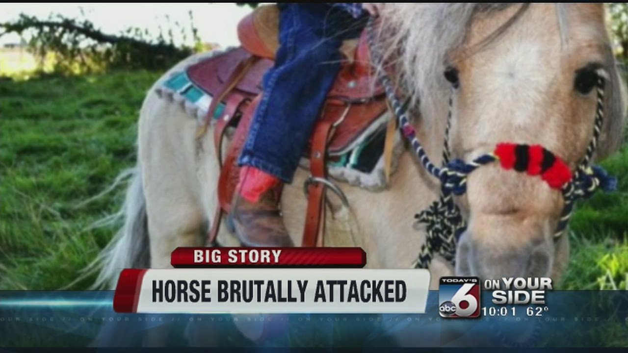 Horse brutally attacked YouTube