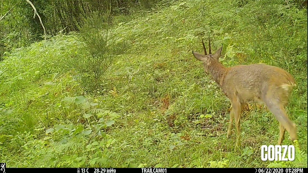 Un ano no Courel (versión extendida)