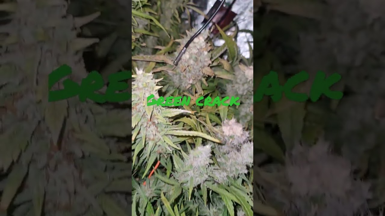 Green crack 👌🏽