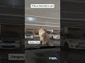 Hey! This is the kitty's car!