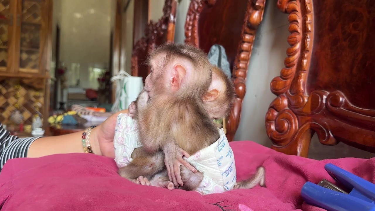 Baby Monkey loving each other