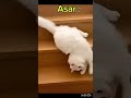 My Ramadan routine #ramadan #islamicshorts #cat #catshorts #goviral #kunanta
