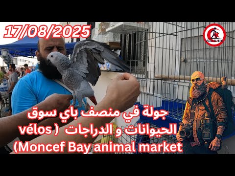 جولة في منصف باي سوق الحيوانات و الدراجات 17 08 2025 Vélos Moncef Bay Animal Market 