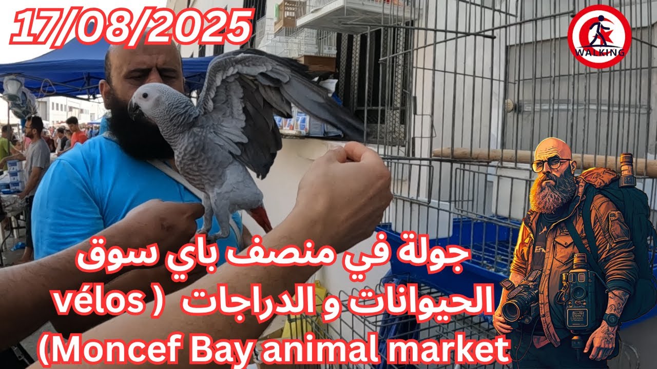 جولة في منصف باي سوق الحيوانات و الدراجات 17/08/2025 ( vélos Moncef Bay animal market)