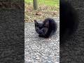 道路に弱っている子猫救出した結果。。 I Rescued a Weak Kitten From the Road