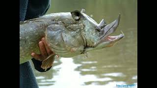 Rhino fish Sound Effects