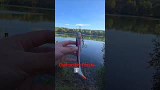 baitcaster auf Hecht mit matze koch sein gummifisch Forelle #fishingvideo #fishing #baitcaster