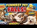 Funniest Pet Falls Ever 😂🐾 | You Can’t Stop Laughing!