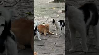 Who Wins This Cat Clash? 👀🐾#catfight