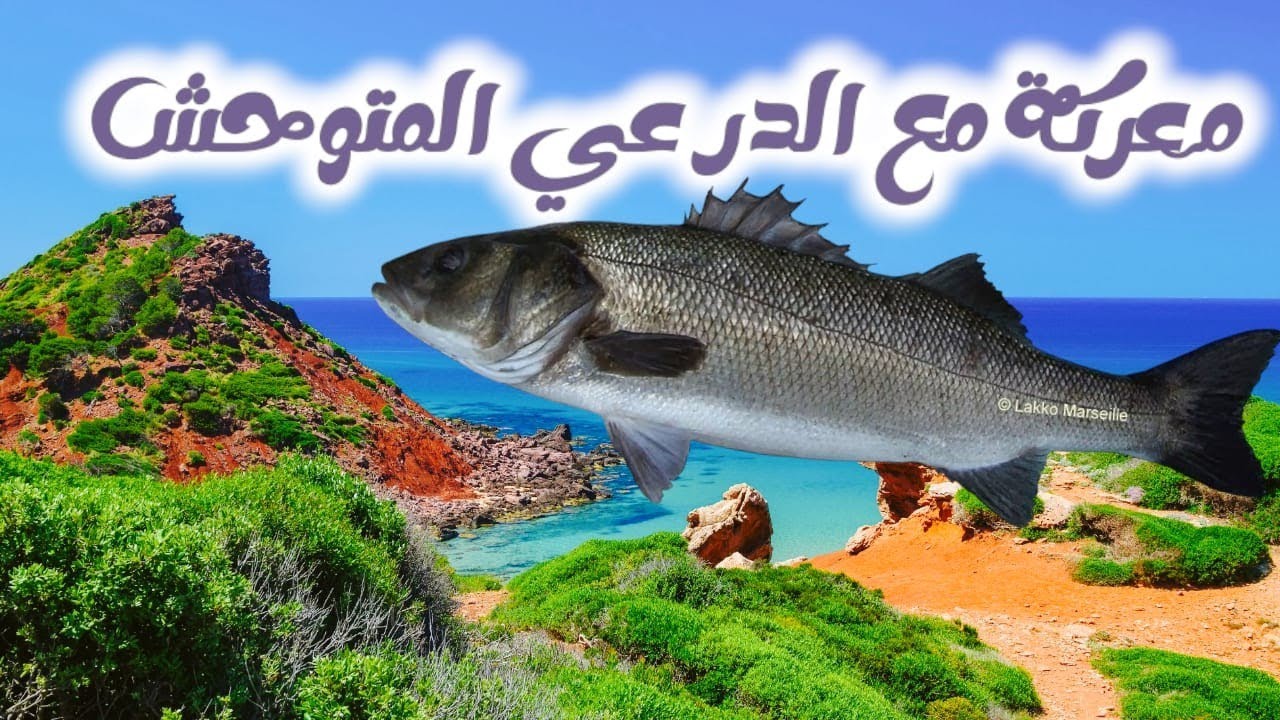 معركة مع سمكة الدرعي في #المضيق الصيد بي #spininng #moroco #fishing #mdiq #البحر_الأبيض_المتوسط