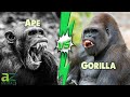 Ape VS Gorilla: The Main Differences You Should Know About
