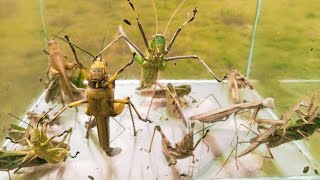 In the rainy season giant grasshoppers appear, black praying mantises, field grasshoppers, insects,